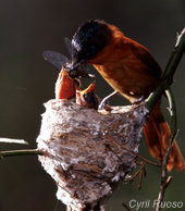034-female feeds dragonfly-001