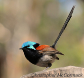 Chris_Red-winged FW (3)