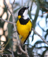 GoldenWhistler_2011_Serendip (3)-002