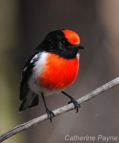 RedCapped_2011_Woodlands (31)-003