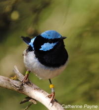 SFW_2010_Serendip (36)-001