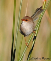 SFW_2011_RoyalPark (4)-003