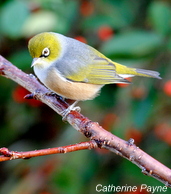 Silvereye_2011_Launceston (5)-001