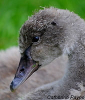 Swan_2011_AP (108)-credit