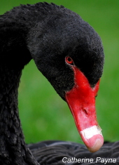 Swan_2011_AP (25)-001