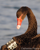 Swan_2011_AP (684)-005