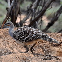 Tcope_Malleefowl2